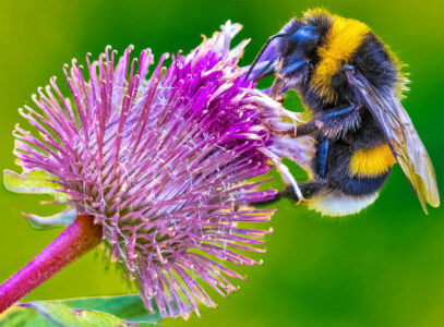 Bumblebee and Thistle Jigsaw Puzzle Bumblebee and Thistle Jigsaw Puzzle