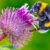 Bumblebee and Thistle Jigsaw Puzzle