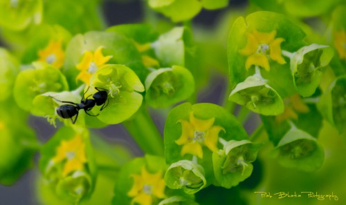 Busy Ant Jigsaw Puzzle