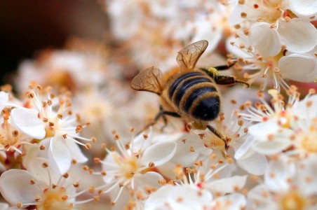 Busy Bee Jigsaw Puzzle