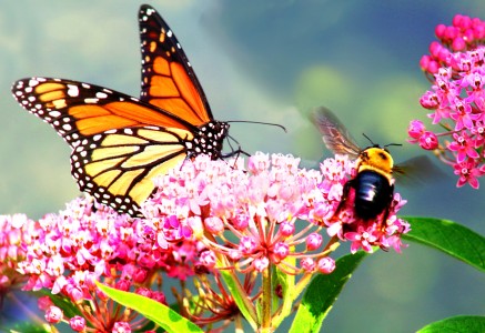 Butterfly and Bee Jigsaw Puzzle