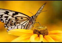 Butterfly and Flower