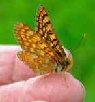 Butterfly in Hand