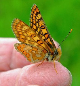 Butterfly in Hand Jigsaw Puzzle