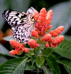 Butterfly on Flower