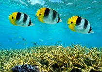 Butterflyfish