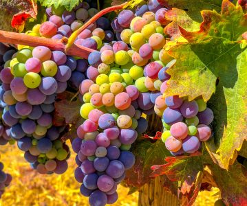 Cabernet Grapes Jigsaw Puzzle