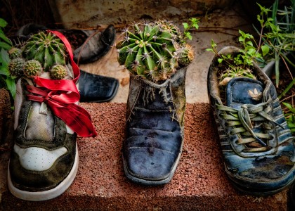 Cactus Pots Jigsaw Puzzle