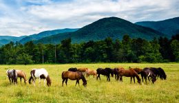 Cades Cove Horses