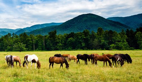 Cades Cove Horses Jigsaw Puzzle