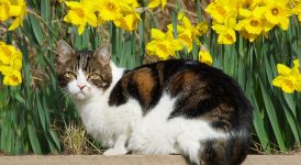 Calico Cat