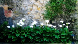 Calla Lilies