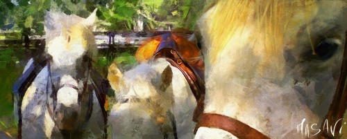 Camargue Horses Jigsaw Puzzle