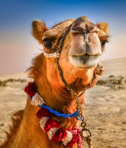 Camel Face Jigsaw Puzzle