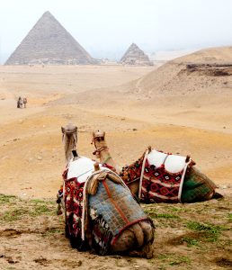 Camels at Giza Jigsaw Puzzle