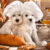 Canine Chefs Jigsaw Puzzle
