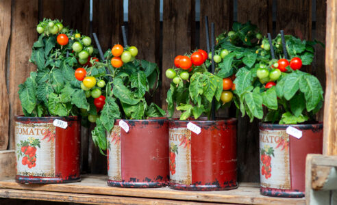 Canned Tomatoes Jigsaw Puzzle