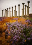 Capitol Columns