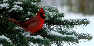 Cardinal