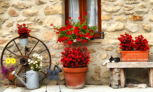 Cat and Geraniums Jigsaw Puzzle