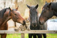 Cat and Horses