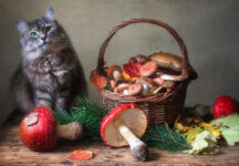 Cat and Mushrooms