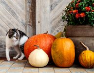 Cat and Pumpkins