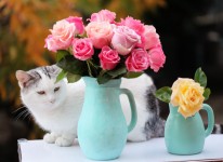 Cat and Roses