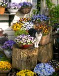 Cat in the Pansies