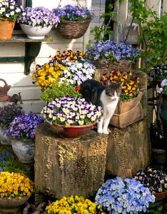 Cat in the Pansies Jigsaw Puzzle