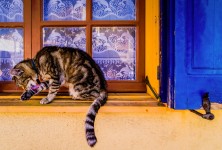 Cat in the Window