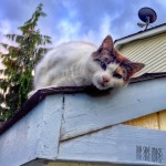 Cat on the Roof