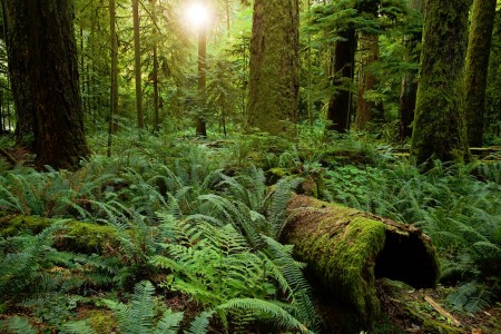 Cathedral Grove Jigsaw Puzzle