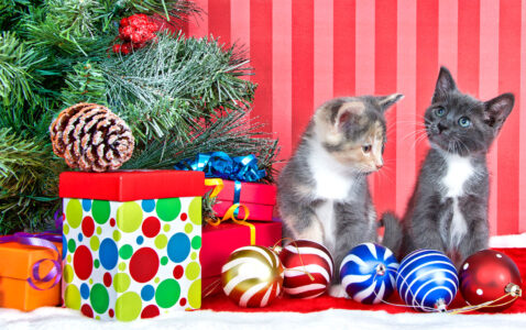 Cats on Christmas Jigsaw Puzzle