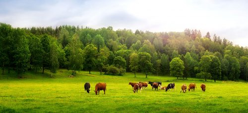 Cattle Farm Jigsaw Puzzle