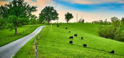 Cattle on the Hill Jigsaw Puzzle