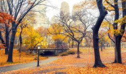 Central Park Fall