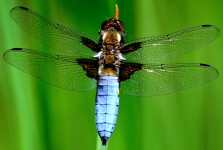 Chaser Dragonfly