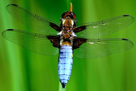 Chaser Dragonfly Jigsaw Puzzle