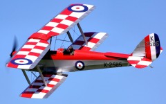 Checkered Tiger Moth