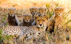 Cheetah Family