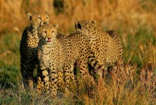 Cheetahs