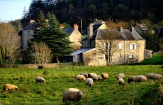 Cherbourg Sheep