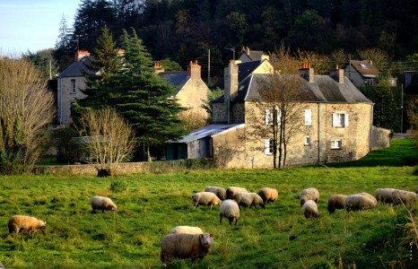 Cherbourg Sheep Jigsaw Puzzle