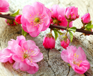 Cherry Blooms Jigsaw Puzzle