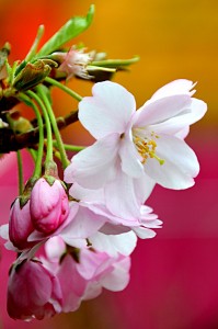 Cherry Blossom Jigsaw Puzzle