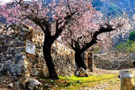 Cherry blossoms Jigsaw Puzzle