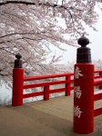 Cherry Tree Blossoms