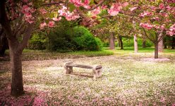 Cherry Tree Petals