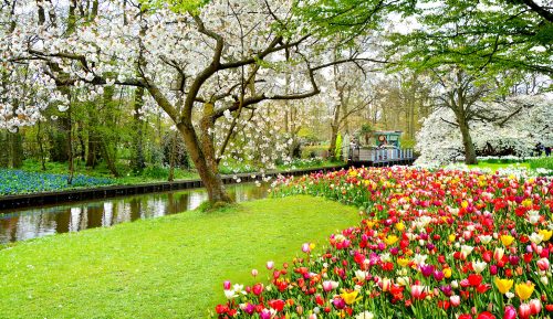 Cherry Trees and Tulips Jigsaw Puzzle